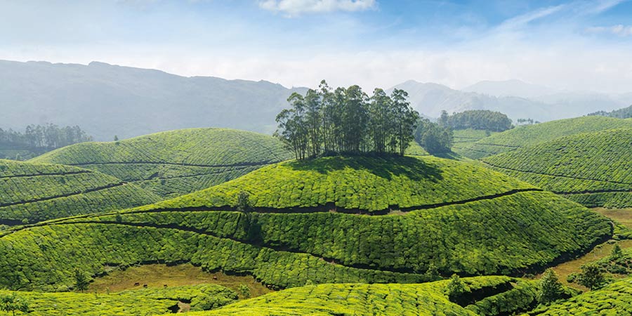 Tea-picking experience in Nuwara Eliya